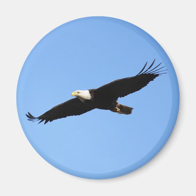 Bald Eagle Soar Magnet (Front)