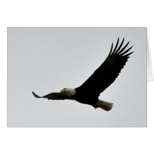 Bald Eagle Soaring