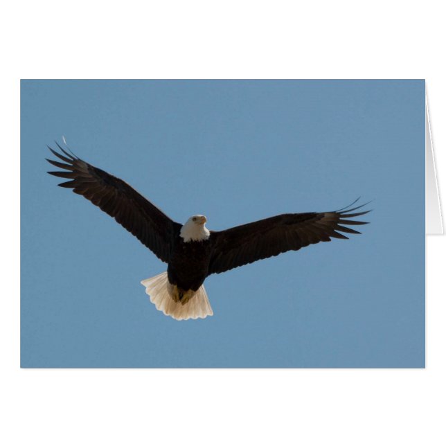 Bald Eagle Soaring (Front Horizontal)