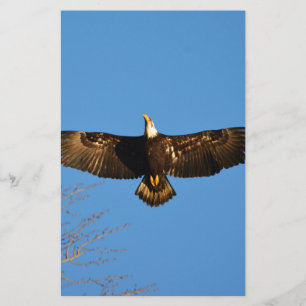 Bald Eagle Soaring1
