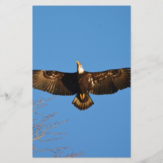 Bald Eagle Soaring1 (Front)