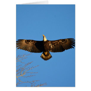 Bald Eagle Soaring1