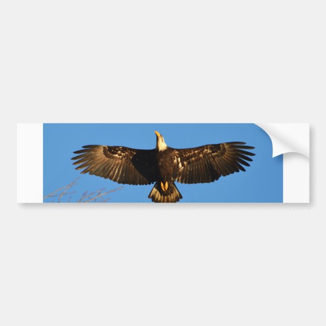 Bald Eagle Soaring1 Bumper Sticker (Front)