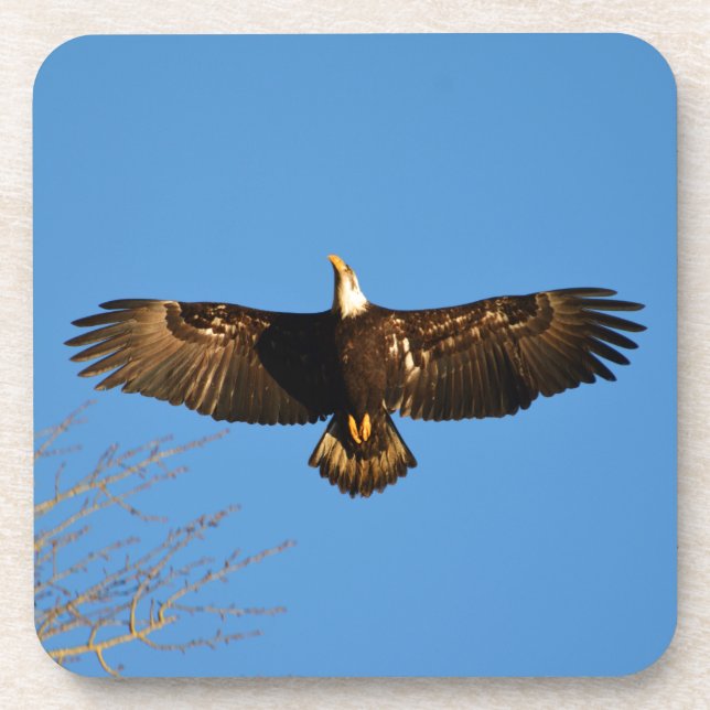 Bald Eagle Soaring1 Coaster (Front)