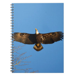 Bald Eagle Soaring1 Notebook