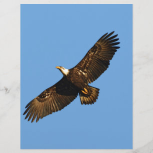 Bald Eagle Soaring 2