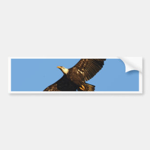 Bald Eagle Soaring 2 Bumper Sticker