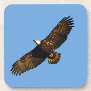 Bald Eagle Soaring 2 Coaster