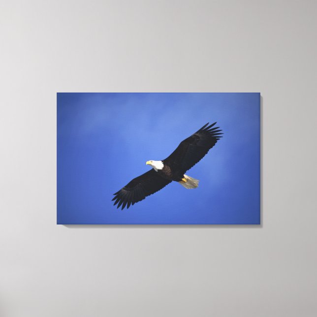 Bald eagle soaring , Alaska Canvas Print (Front)