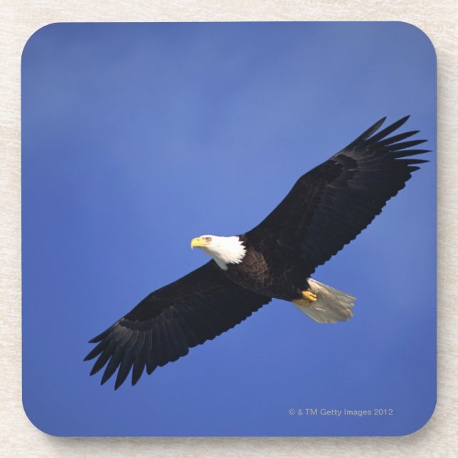 Bald eagle soaring , Alaska Coaster (Front)