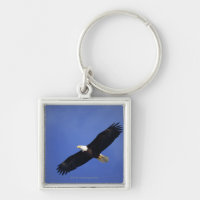 Bald eagle soaring , Alaska