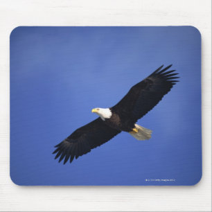 Bald eagle soaring , Alaska Mouse Mat