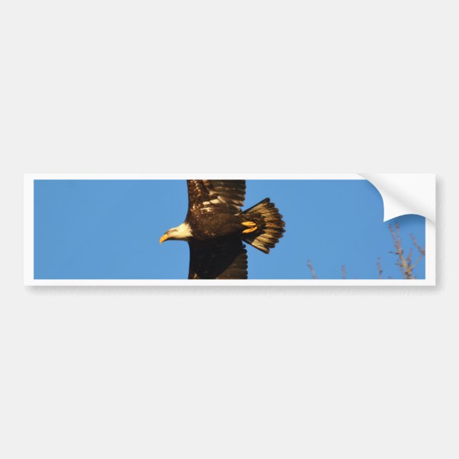 Bald Eagle Soaring Over Trees Bumper Sticker (Front)