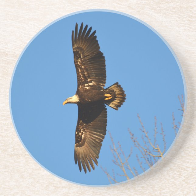 Bald Eagle Soaring Over Trees Coaster (Front)