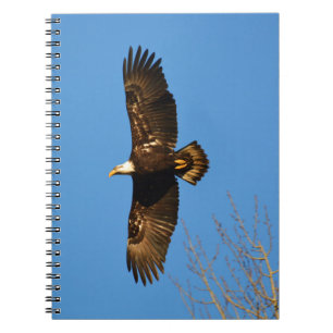 Bald Eagle Soaring Over Trees Notebook