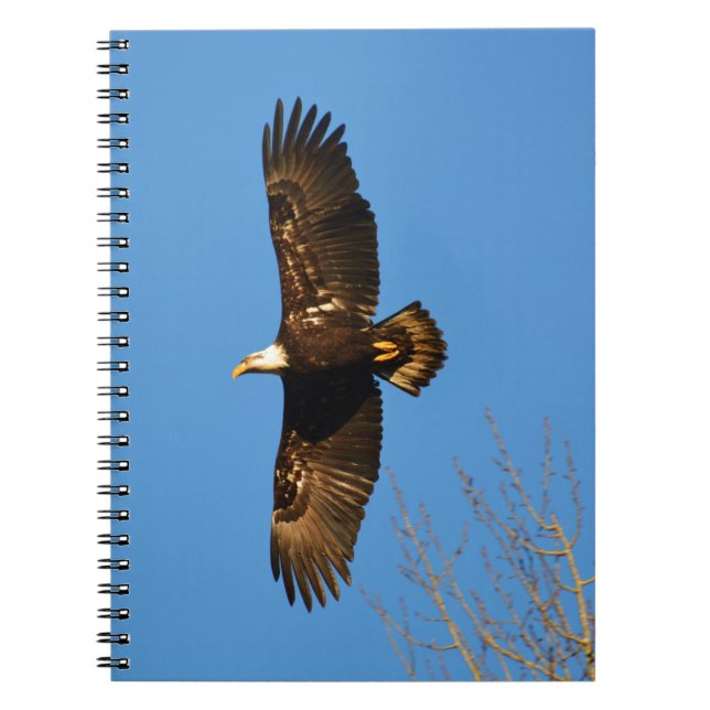 Bald Eagle Soaring Over Trees Notebook (Front)
