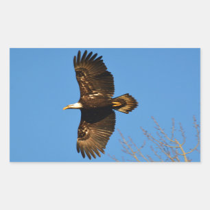 Bald Eagle Soaring Over Trees Rectangular Sticker
