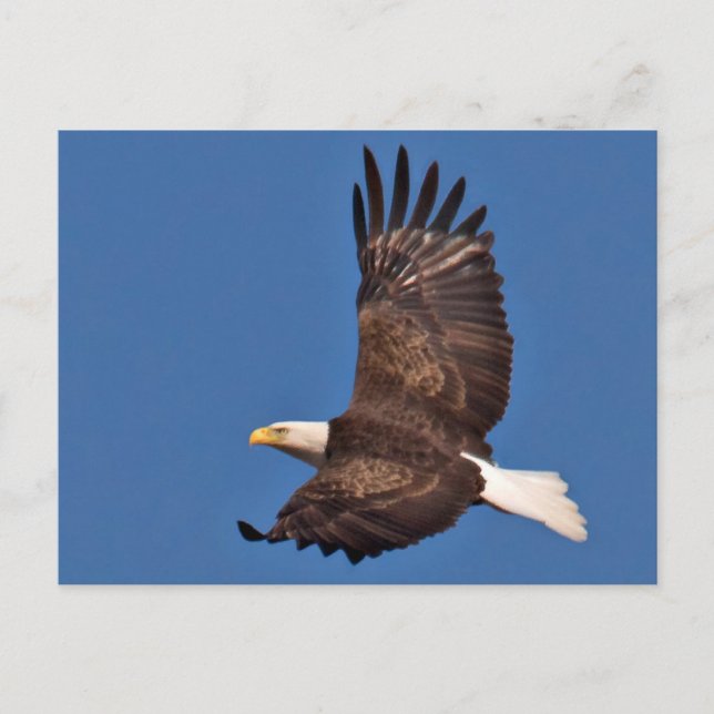 Bald Eagle Soaring Postcard (Front)