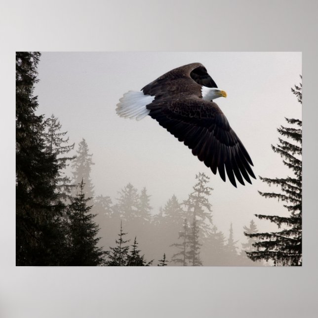 Bald Eagle Soaring Through Mist Poster (Front)