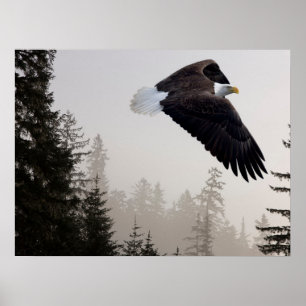 Bald Eagle Soaring Through Mist Poster