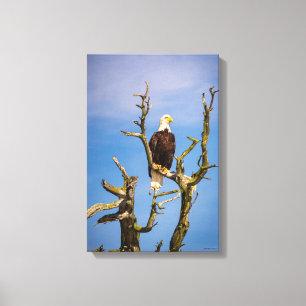 Bald Eagle, Southern Gulf Islands, BC Canvas Print