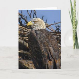 Bald Eagle Spring Nest Card