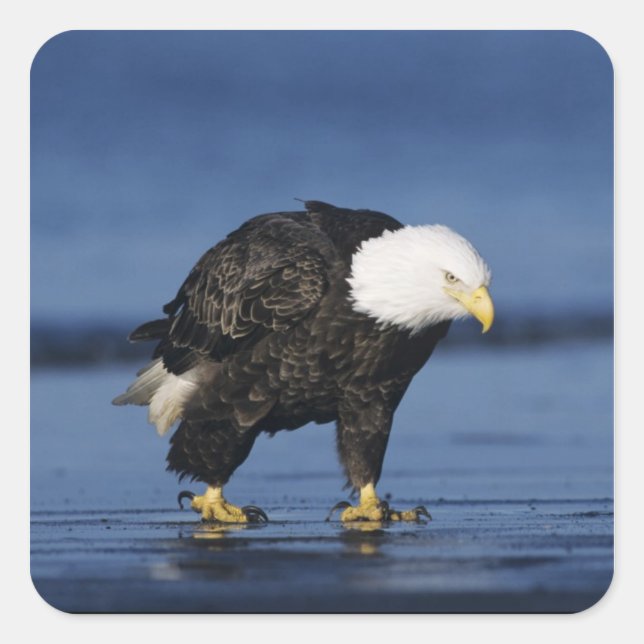 Bald Eagle Square Sticker (Front)
