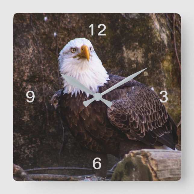 Bald Eagle Square Wall Clock (Front)