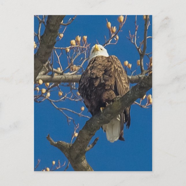 Bald Eagle Staredown Postcard (Front)