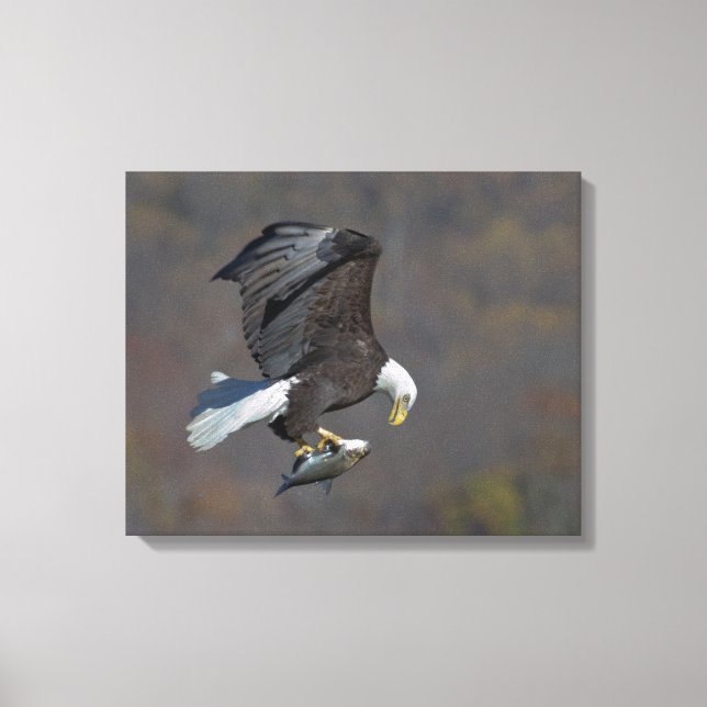 Bald Eagle staring at a fish Canvas Print (Front)