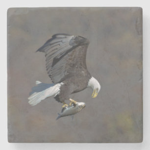 Bald Eagle staring at a fish Stone Coaster