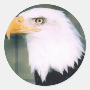 Bald Eagle Sticker