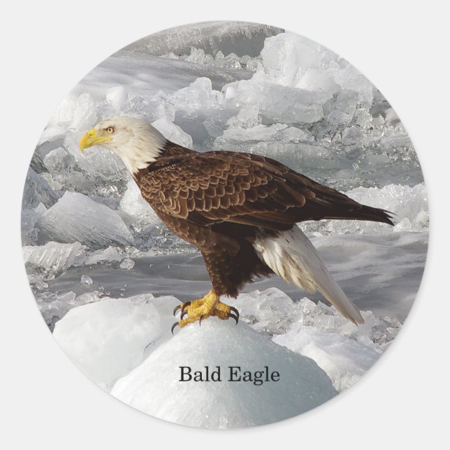 Bald Eagle sticker (Front)
