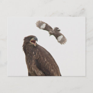 Bald Eagle (Stop body slamming me) Postcard