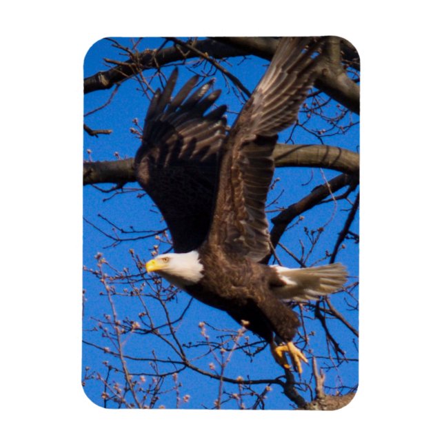 Bald Eagle Take Off Magnet (Vertical)