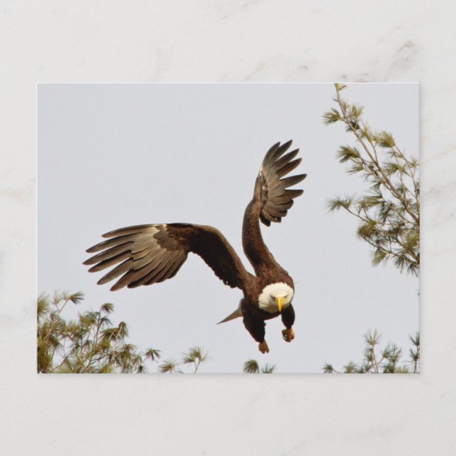 Bald Eagle take off Postcard (Front)