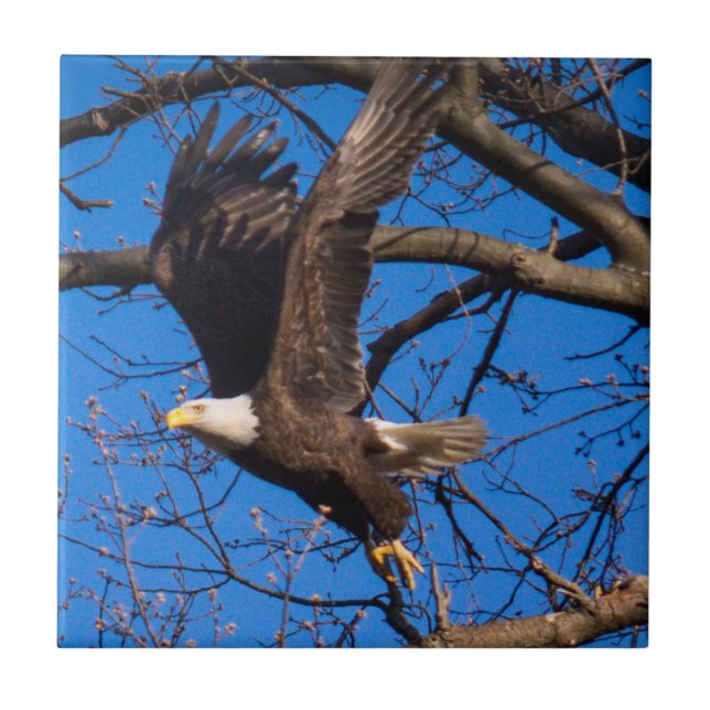 Bald Eagle Take Off Tile (Front)