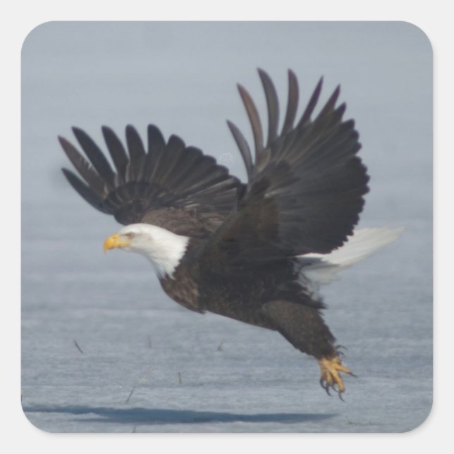 Bald Eagle Taking Flight in Snow Lower Klamath NWR Square Sticker (Front)