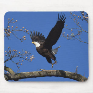 Bald Eagle Taking Off Mouse Mat