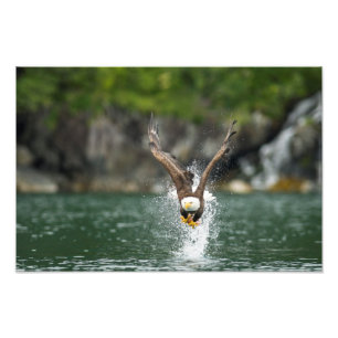 Bald Eagle The Big Catch Photo Print