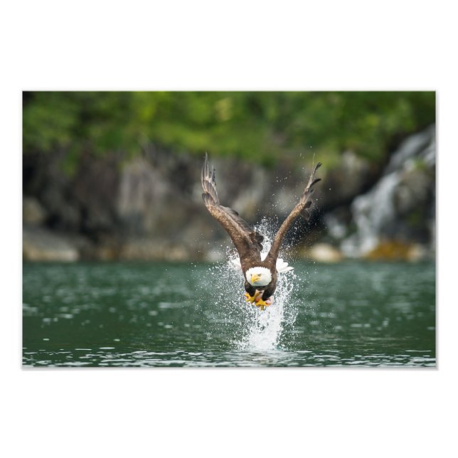 Bald Eagle The Big Catch Photo Print (Front)