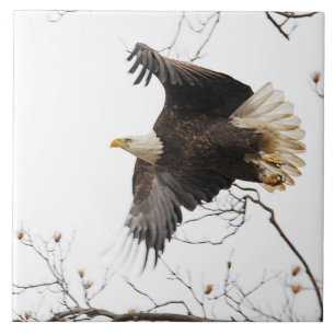 Bald Eagle Tile