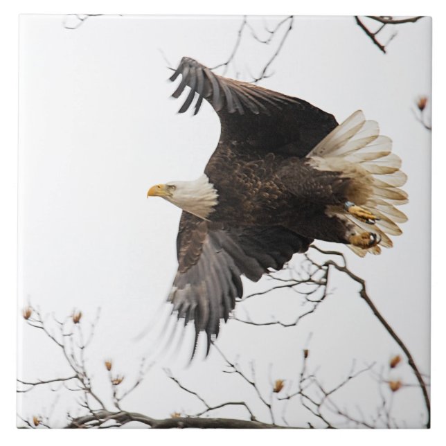 Bald Eagle Tile (Front)