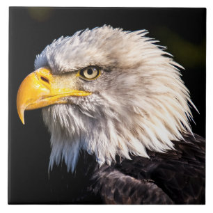 Bald Eagle Tile