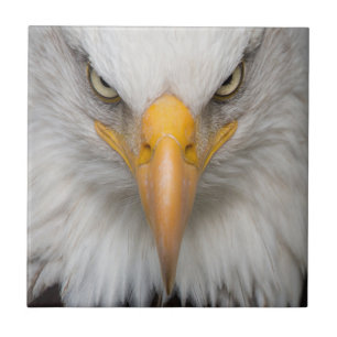 Bald eagle tile