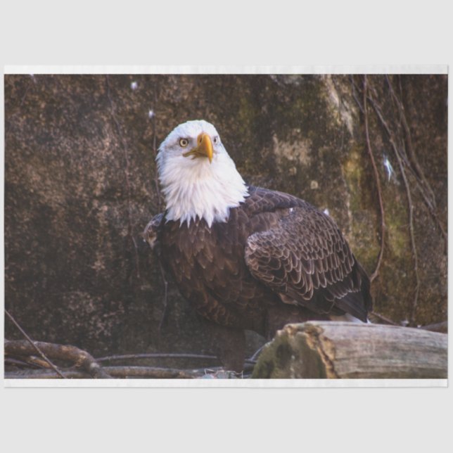 Bald Eagle Tissue Paper (Front)