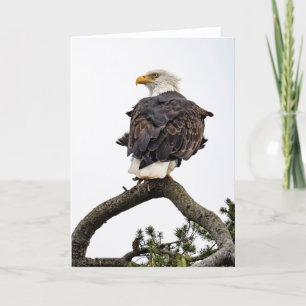 Bald Eagle Tree Thank You Card