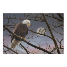 Bald Eagle Under Full Moon