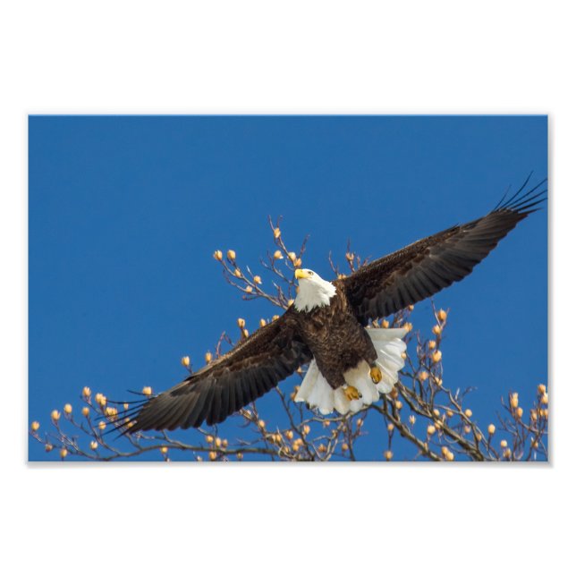 Bald Eagle Up Photo Print (Front)