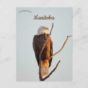 Bald Eagle Watching the Sun Rise in Manitoba Postcard